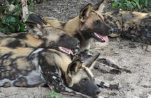 4 Days Safari to Nyerere NP (Selous GR) - Camping in the heart of the Park
