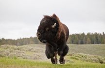 Best of Yellowstone - Guided National Park Safari Tour