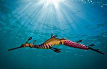 Port Phillip Bay Snorkeling with Sea Dragons