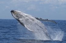 Port Stephens: Whale Watching Cruise