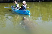 Manatee and Dolphin Kayaking | Wildlife Refuge (Titusville)
