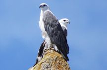 Maria Island Cruise and Guided Walk Day Tour with Lunch and Drinks