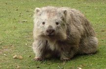 Maria Island Cruise & Walk Day Tour with Lunch (from Hobart)