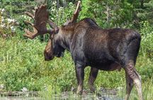 3 Day Algonquin Park Canoe Trip - Moose & Beaver Safari