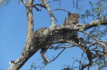 5 Day Serengeti, Tarangire, & Ngorongoro & Manyara Grass Root Safari.