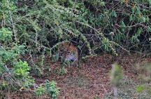 Wilpattu Safari tour from Negombo