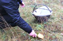 Mushroom hunting in Provence
