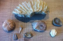 Foraging in Provence
