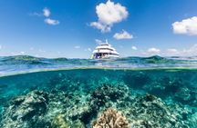 Great Barrier Reef Snorkeling and Diving Cruise from Cairns