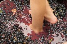 Grape Stomping in Provence