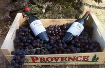Grape Stomping in Provence