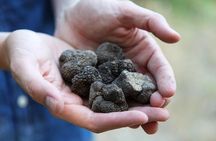 Truffle Hunting in Provence