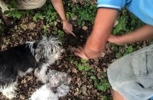Truffle Hunting in Provence