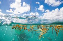 Small-Group Cruising and Snorkeling Catamaran Tour