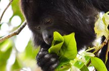 Altun Ha Temple & Howler Monkey Sanctuary
