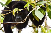 Altun Ha Temple & Howler Monkey Sanctuary
