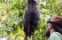 Altun Ha Temple & Howler Monkey Sanctuary