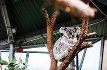 Sydney Taronga Zoo Wild Australia Experience