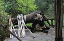 Dujingyan Panda Sanctuary Half day tour option panda volunteer 