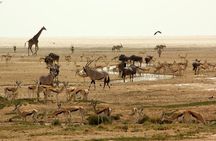 3 Days Safaris in Etosha | Guided Lodge