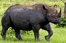 Full Day Kruger Park Safari From Hazyview