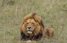 3 Day Garden Route's Best Highlights with Safari from Cape Town
