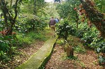 Private Tour to Coffee Farm Hacienda Coloma: Tickets, Guide, 8hr