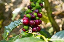 Private Tour to Coffee Farm Hacienda Coloma: Tickets, Guide, 8hr