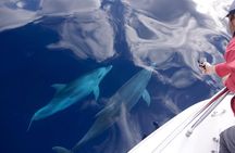Alghero - Dolphin Watching (Spring & Autumn Tour)