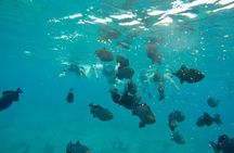 4hour Group Half Day Snorkeling Excursion in Grace Bay