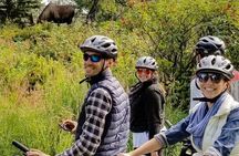 Tony Knowles Coastal Trail Scenic Bike Tour - MOST POPULAR