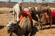 Camel Ride and Quad Biking with fresh mint Tea