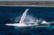 Swim with Whale Sharks- the largest fish in the world!