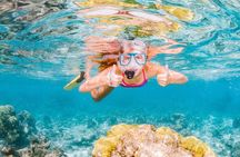Swim with Whale Sharks- the largest fish in the world!