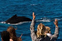 Swim with Whale Sharks- the largest fish in the world!