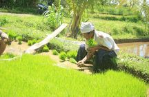 Bali Quad and Buggy Discovery Tour, Including Round-Trip Transfer