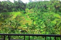 Best of Bali : Ubud, Rice terrace, Tanah lot temple with Lunch