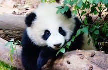 One-Day Private Panda Tour Of Chengdu