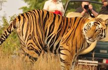 2-Days Private Ranthambhore Tiger Tour from Jaipur