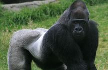 4 Days Congo Eastern Lowland Gorilla trekking and Tshibati Waterfall exploration