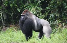 4 Days Congo Eastern Lowland Gorilla trekking and Tshibati Waterfall exploration