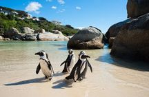 Cape Point and Boulder's Penguins Full Day Tour