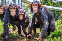 4 Days Congo Eastern Lowland Gorilla trekking and Tshibati Waterfall exploration