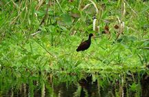Amazing Jungle 3Days 2Nights - Amazon Wonder Expeditions
