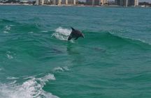 Snorkeling, Shelling & Eco Excursion from Destin