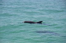 Snorkeling, Shelling & Eco Excursion from Destin