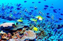 Catamaran Sail and Snorkeling Tour with Open Bar in Puerto Morelos