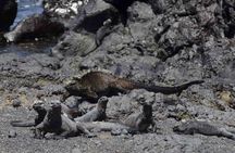 5 Days Galapagos Tour: Santa Cruz and Isabela Islands