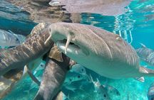 Belize Hol Chan Marine Reserve & Shark Ray Alley Snorkel Tour - Ambergris Caye