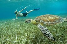 Belize Hol Chan Marine Reserve & Shark Ray Alley Snorkel Tour - Ambergris Caye